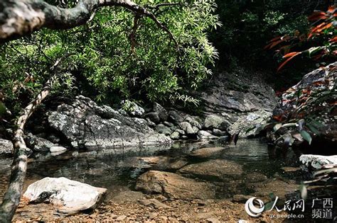 廣西十萬大山|攀登十萬大山，廣西，中國